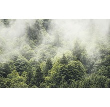 Dichter Wald mit Nebel