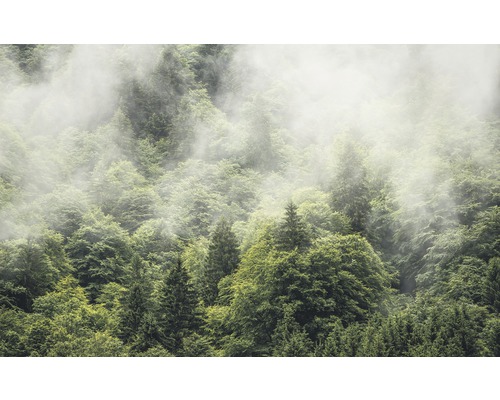 Fototapete Vlies SH061-VD4 Stefan Hefele Ed 1 Forest Land 4-tlg. 400 x 250 cm Dichter Wald mit Nebel