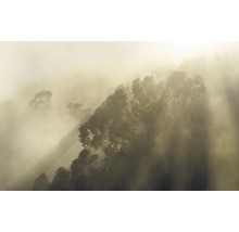 Waldlandschaft im Nebel mit Bäumen und Sonnenstrahlen