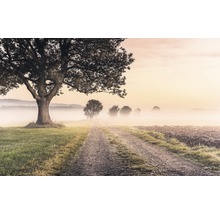 Landschaftsbild mit Feldweg, Baum und Nebel