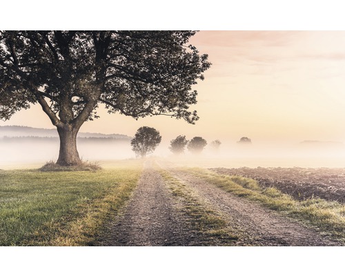 Fototapete Vlies SH068-VD4 Stefan Hefele Ed 1 Misty Morning 4-tlg. 400 x 250 cm Landschaftsbild mit Feldweg, Baum und Nebel