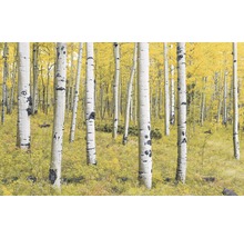 Fototapete Vlies SH069-VD4 Stefan Hefele Ed 1 Orange Forest 4-tlg. 400 x 250 cm