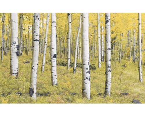 Fototapete Vlies SH069-VD4 Stefan Hefele Ed 1 Orange Forest 4-tlg. 400 x 250 cm Szene eines Waldes mit Birken und gelben Blättern
