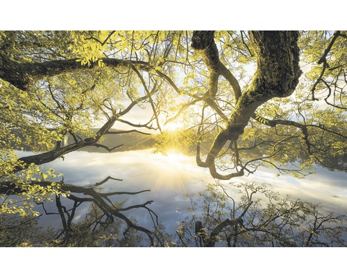 Fototapete Vlies SH080-VD4 Stefan Hefele Ed 1 Golden Embrace 4-tlg. 400 x 250 cm Baumkronen über einem Gewässer mit Sonnenlicht