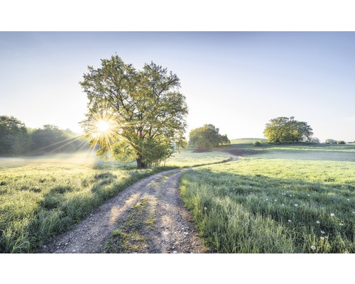 Fototapete Vlies SH084-VD4 Stefan Hefele Ed 1 Day in Paradise 4-tlg. 400 x 250 cm Landschaft mit Baum und Feldweg