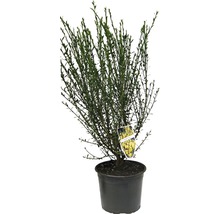 Gelber Ginster FloraSelf Cytisus scoparius 'Luna' H 40-60 cm Co 2 L