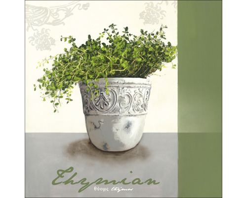 Leinwandbild Herb Garden II 27x27 cm Gemälde mit Thymian in einem verzierten Topf