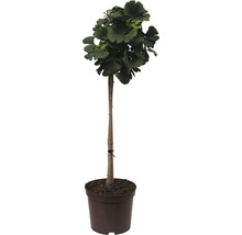 Ginkgo Baum im Topf