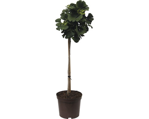 Ginkgo Baum im Topf