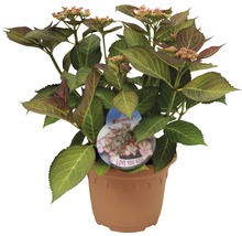 Tellerhortensie FloraSelf Hydrangea macrophylla Hovaria 'Love You Kiss' H 30-40 cm Co 4,6 L-thumb-1