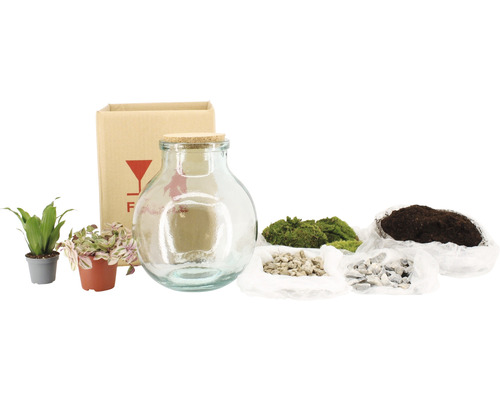Terrarium-Set mit Glasbehälter, Pflanzen, Moos, Erde und Steinen