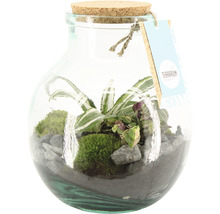 Terrarium mit Pflanzen, Moos und Steinen in Glas mit Korkverschluss