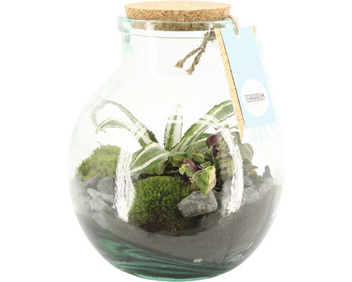 Terrarium mit Pflanzen, Moos und Steinen in Glas mit Korkverschluss