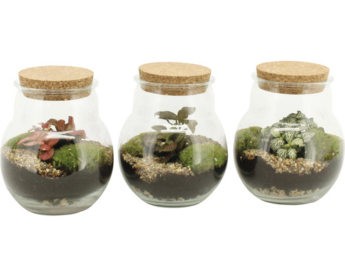 Drei Mini-Terrarien mit Pflanzen in Glasbehältern und Korkdeckel