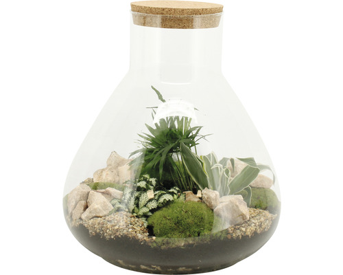 Terrarium mit Pflanzen und Steinen in Glas mit Korken
