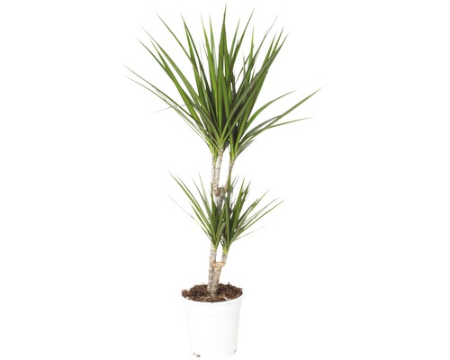 Drachenbaum FloraSelf Dracaena massangeana 'Marginata' H ca. 80 cm Ø 17 cm Topf