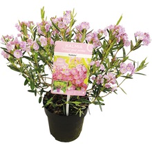 Kalmia breitblättrige, immergrüne Pflanze im Topf mit rosafarbenen Blüten.