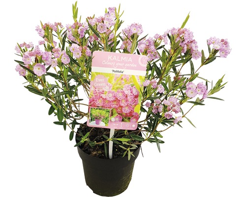Kalmia breitblättrige, immergrüne Pflanze im Topf mit rosafarbenen Blüten.