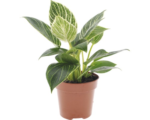 Philodendron Baumfreund FloraSelf Philodendron 'White Wave' H 30-40 cm Ø 12 cm Topf