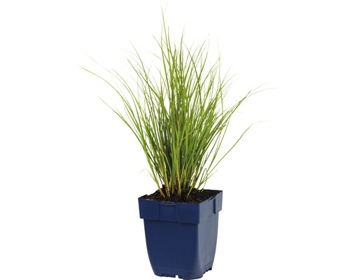 Ziergras im Topf