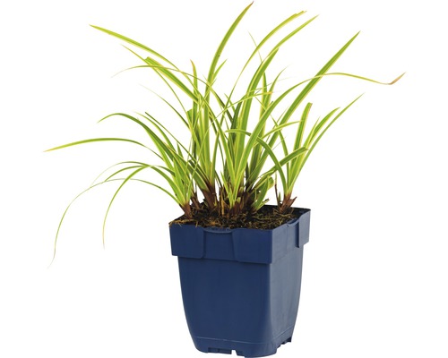 Garten-Segge FloraSelf Carex morrowii 'Vanilla Ice' H 5-20 cm Co 0,5 L