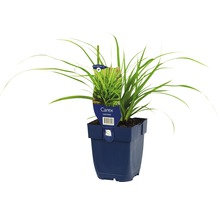 Carex Gräserpflanze im Topf