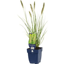 Lampenputzergras im Topf