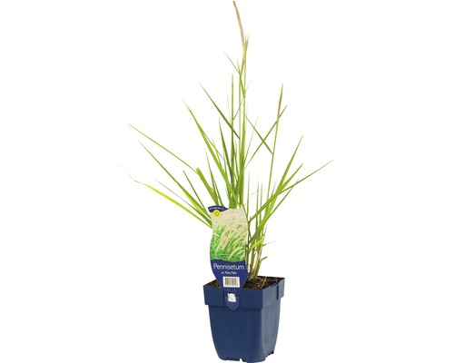 Orientalische Lampenputzergras FloraSelf Pennisetum orientale 'Fairy Tails' H 5-80 cm Co 0,5 L