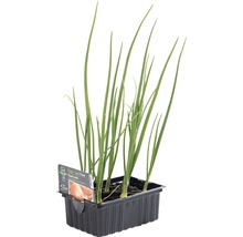 Schnittzwiebeln in einer Anzuchtschale