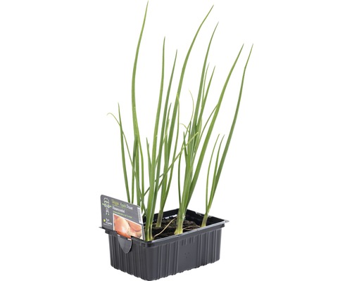 Schnittzwiebeln in einer Anzuchtschale