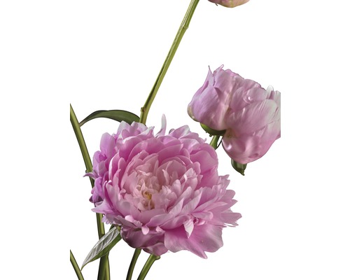 Nahaufnahme einer rosa Pfingstrose