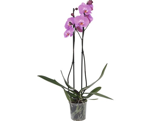 Schmetterlingsorchidee FloraSelf Phalaenopsis multiflora H 55-70 cm Ø 12 cm Topf 2 Rispen versch. Farben