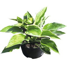 Funkie FloraSelf Hosta-Cultivars Co 3 L weißbunt versch. Sorten-thumb-0