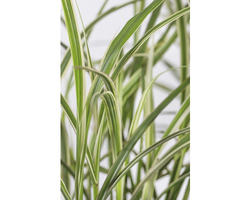 Schilfgras mit gestreiften Blättern