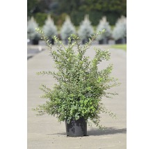 Japanische Strauchspiere FloraSelf Spiraea nipponica 'Snowmound' H 50-60 cm Co 4 L