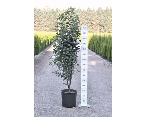 Säulen-Felsenbirne im Topf mit Größenangabe