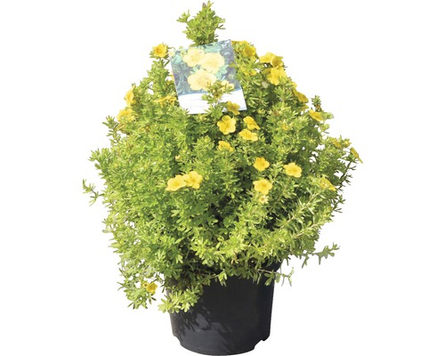 Gelber Fingerstrauch in einem Topf