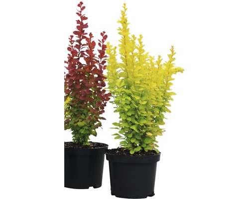 Zwei Berberitzen in Töpfen