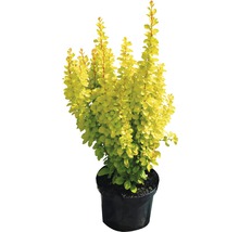 gelbe Zwergberberitze Berberis thunbergii "Maria"® H 30-40 cm Co 4,5 L-thumb-0