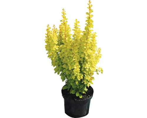 gelbe Zwergberberitze Berberis thunbergii "Maria"® H 30-40 cm Co 4,5 L-0
