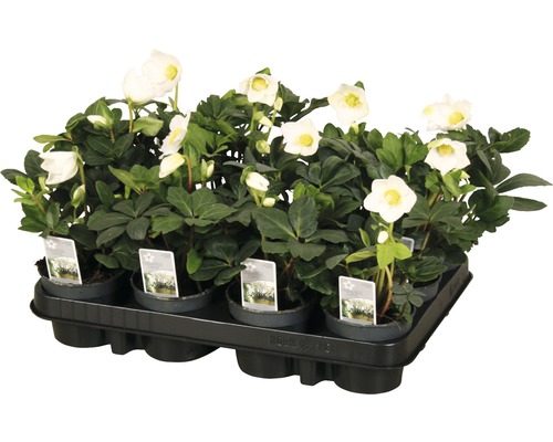 Schale mit Nieswurz Pflanzen mit weißen Blüten und grünen Blättern