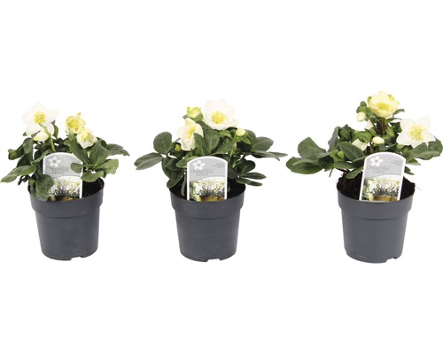 Drei Christrosen in Töpfen