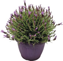 Lavendel im Topf