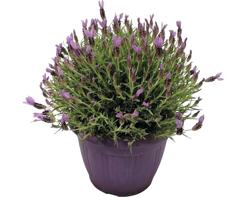 Lavendel im Topf