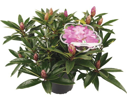 Rhododendron Graziella im Topf mit Blütenknospen und Etikett