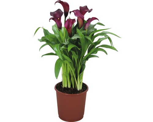 Zimmercalla FloraSelf Zantedeschia 'Zazu' H 40-45 cm Ø 13 | HORNBACH