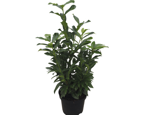 Säulen-Kirschlorbeer ‘Genolia’ FloraSelf Prunus laurocerasus 'Genolia' H 60-80 cm ClickCo