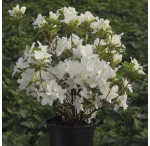 Japanische Azalee FloraSelf Rhododendron obtusum H 20-30 cm Co 2 L weiß-thumb-1
