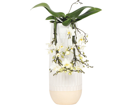 Schmetterlingsorchidee FloraSelf Phalaenopsis multiflora 'Little Kolibri Victoria Falls' H 35-45 cm Ø 13 cm Topf Keramik