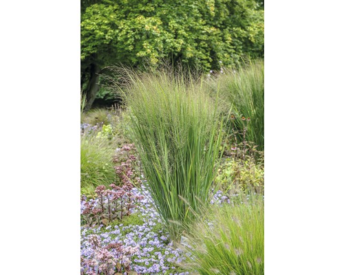 Rutenhirse FloraSelf Panicum virgatum 'Northwind' H 20-120 cm Co 6 L Garten mit Ziergräsern und blühenden Pflanzen für eine natürliche Gartengestaltung.